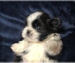 Small #1 Shih Tzu