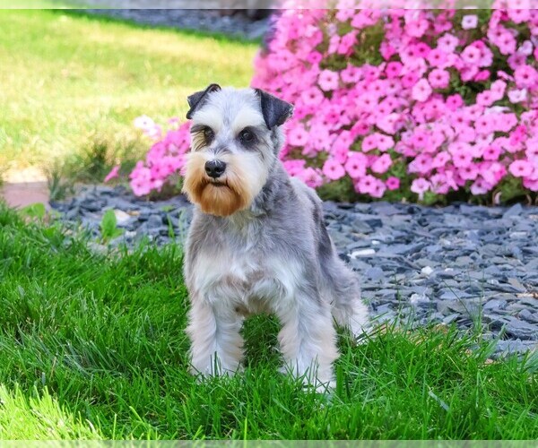 Medium Photo #2 Schnauzer (Miniature) Puppy For Sale in SYRACUSE, IN, USA