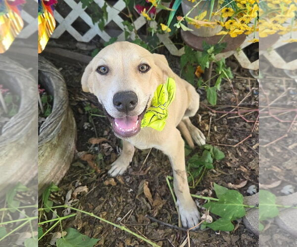 Medium Photo #3 Black Mouth Cur Puppy For Sale in Tabernash, CO, USA