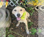 Small #2 Black Mouth Cur