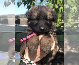 German Shepherd Dog Puppy for Sale in NEWVILLE, Pennsylvania USA