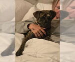 Small #3 Pug-Whippet Mix