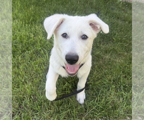 Medium Photo #4 Great Pyrenees-Unknown Mix Puppy For Sale in Minneapolis, MN, USA