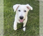Small #3 Great Pyrenees Mix