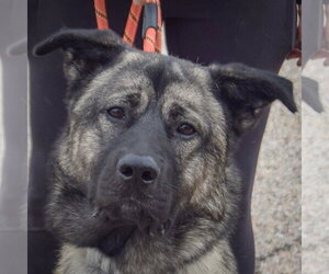 Hugo - Male Anatolian Shepherd-Norwegian Elkhound Mix Dog for Adoption - Photo #5