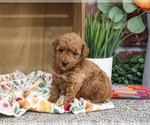 Small #1 Poodle (Miniature)