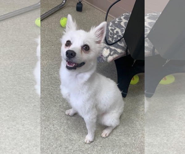 Medium Photo #15 American Eskimo Dog Puppy For Sale in Pikesville, MD, USA