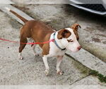 Small #19 American Pit Bull Terrier Mix