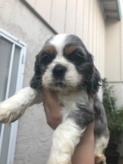 Cocker Spaniel Puppy for sale in SAN JOSE, CA, USA