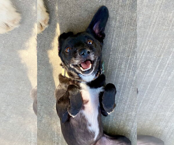 Medium Photo #8 Puggle Puppy For Sale in Newport Beach, CA, USA