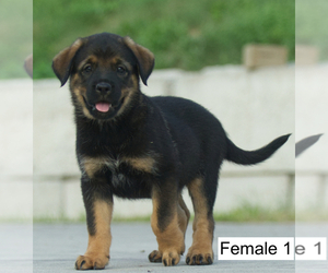 Rottweiler Puppy for sale in MONROE, NY, USA