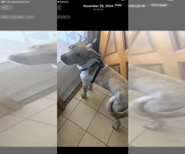 Medium Photo #5 Mutt Puppy For Sale in Garden City, NY, USA