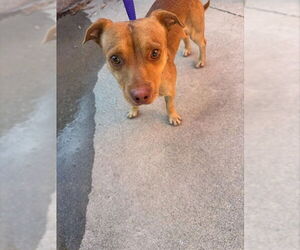 Chihuahua Dogs for adoption in Rancho Cucamonga, CA, USA