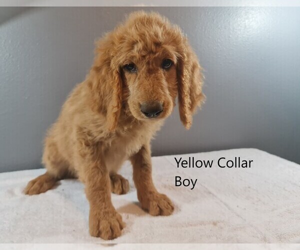 Medium Photo #1 Goldendoodle Puppy For Sale in SCAPPOOSE, OR, USA