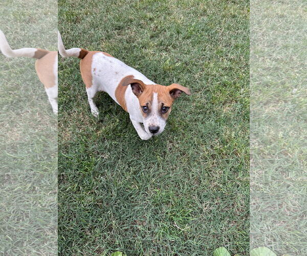 Medium Photo #3 Bulldog-Jack Russell Terrier Mix Puppy For Sale in Ball Ground, GA, USA