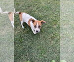 Small #2 Bulldog-Jack Russell Terrier Mix