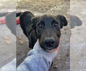 Collie-Unknown Mix Dogs for adoption in Boston, MA, USA