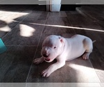 Small Photo #10 Dogo Argentino Puppy For Sale in RYAN, OK, USA