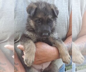 German Shepherd Dog Puppy for sale in LEWISBURG, TN, USA
