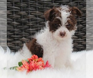 Jack Russell Terrier-Poodle (Toy) Mix Puppy for sale in FREDERICKSBURG, OH, USA