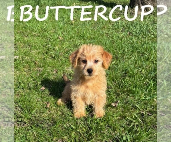 Medium Photo #1 YorkiePoo Puppy For Sale in HARTLAND, MN, USA