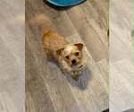 Small #21 Shih Tzu Mix