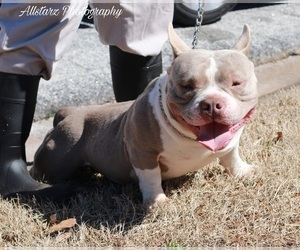 Father of the American Bully puppies born on 10/03/2022
