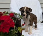 Small #11 Boxer