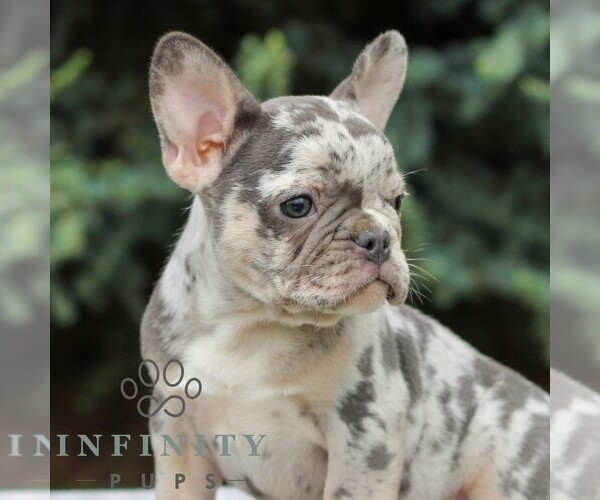 Medium Photo #2 French Bulldog Puppy For Sale in EAST EARL, PA, USA