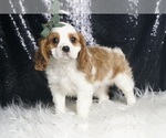 Small Photo #4 Cavalier King Charles Spaniel Puppy For Sale in WARSAW, IN, USA
