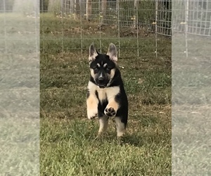 German Shepherd Dog-Siberian Husky Mix Puppy for sale in ALLEGRE, KY, USA