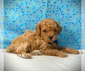 Poodle (Toy) Puppy for sale in WINNSBORO, LA, USA