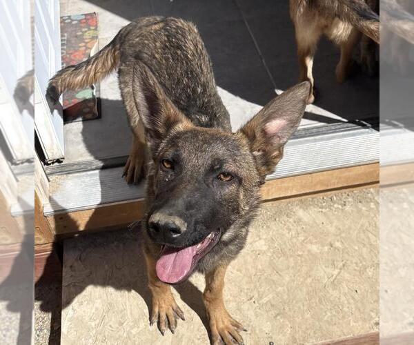 Medium Photo #1 German Shepherd Dog-Unknown Mix Puppy For Sale in Incline Village, NV, USA