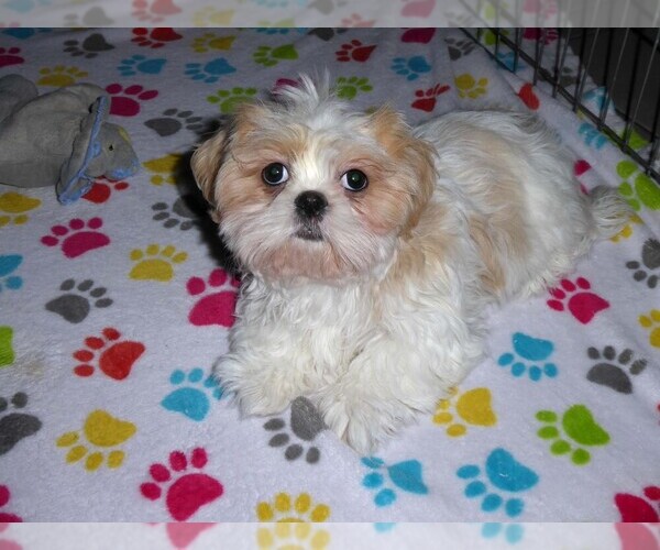 Medium Photo #1 Shih Tzu Puppy For Sale in TUCSON, AZ, USA