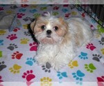Small Shih Tzu