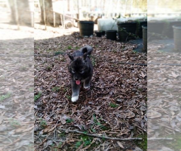 Medium Photo #4 Siberian Husky Puppy For Sale in MONROE, NC, USA