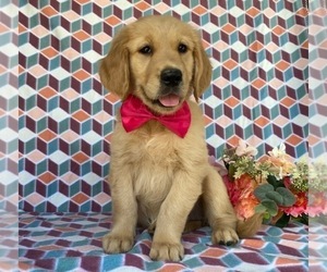 Golden Retriever Puppy for sale in LANCASTER, PA, USA