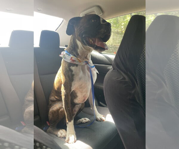 Medium Photo #7 Boxer Puppy For Sale in  Katy, TX, USA
