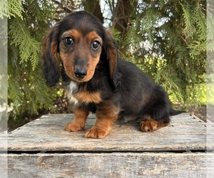 Dachshund Puppy for sale in MIDDLEBURY, IN, USA