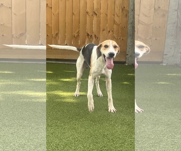 Medium Photo #1 Mutt Puppy For Sale in Hilton Head, SC, USA