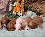 Small #3 Cavapoo