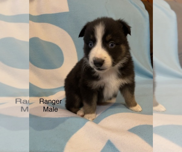 Medium Photo #18 Australian Shepherd Puppy For Sale in EXETER, MO, USA