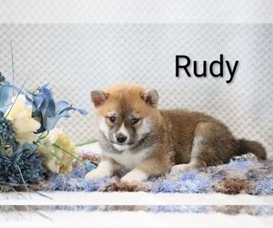 Medium Shiba Inu