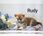 Puppy Rudi Shiba Inu