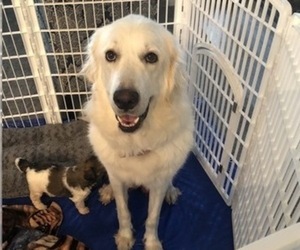Mother of the Pyredoodle puppies born on 05/30/2019