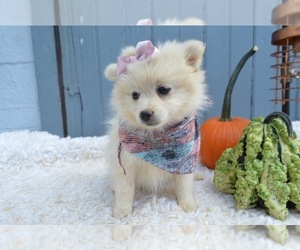 Pomeranian Puppy for sale in HONEY BROOK, PA, USA