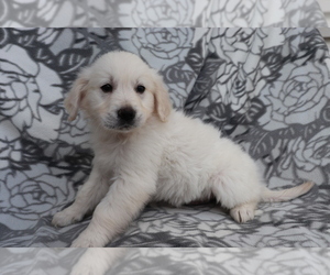 Golden Retriever Puppy for sale in SHILOH, OH, USA