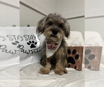 Small #3 Shih Tzu Mix