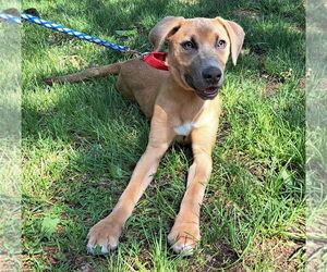 Mutt Dogs for adoption in GILBERTS, IL, USA
