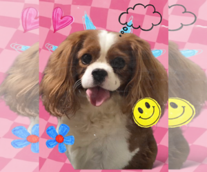 Cavalier King Charles Spaniel Dogs for adoption in Seaford, DE, USA